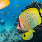 Oahu: Waikiki Discovery Scuba Diving for Beginners - The Marine Life and Interaction
