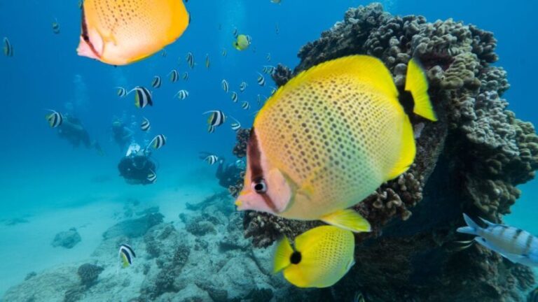 Oahu: Waikiki Discovery Scuba Diving for Beginners - The Marine Life and Interaction