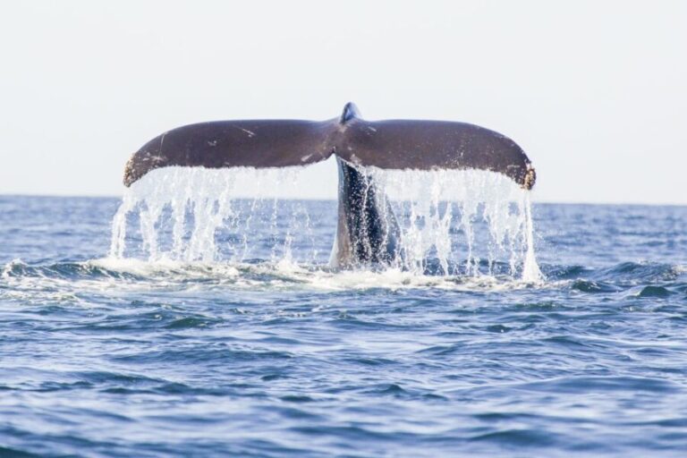 Oahu: Waikiki Eco-Friendly Afternoon Whale Watching Trip - Pricing & Value