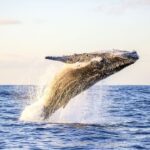 Oahu: Waikiki Eco-Friendly Morning Whale Watching Cruise - The Itinerary and Experience