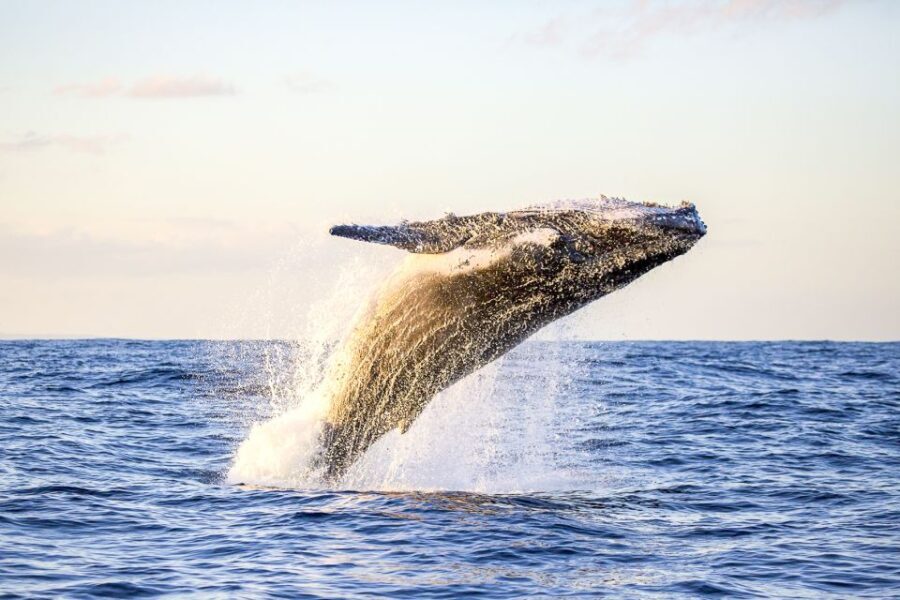 Oahu: Waikiki Eco-Friendly Morning Whale Watching Cruise - The Itinerary and Experience