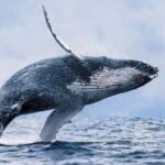 Oahu: Waikiki Whale Watch Boat Tour - Who Should Consider This Tour?