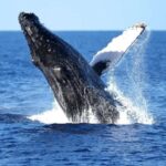 Oahu: Waikiki Whale Watching Cruise - Final Thoughts