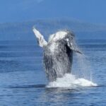 Oahu: Whale Watching Afternoon Sailing Cruise - The Marine Wildlife: What You’ll Likely See