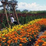 Oaxaca: Day of the Dead Altar Workshop with Meal - Visiting a Local Family’s Home: Building the Altar