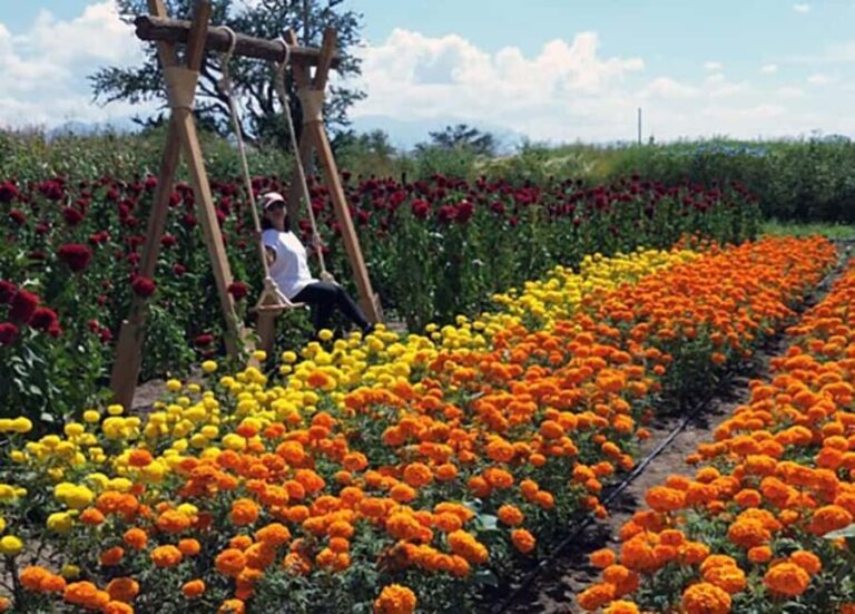 Oaxaca: Day of the Dead Altar Workshop with Meal - Visiting a Local Family’s Home: Building the Altar