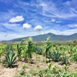 Oaxaca: Private Gastronomy and Culture Tour - Who Should Consider This Tour?