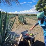 Oaxaca: Private Lunch in Maguey Fields with Mezcal Tasting - Who Should Consider This Tour?