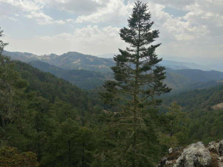 Oaxaca: Sierra Norte Tour with Zipline and Hanging Bridge - Practical Tips for Your Trip