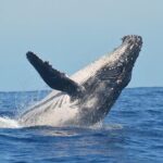 Observation DE Marine Mammals Dolphins and Ballenas EN Huatulco - Final Thoughts