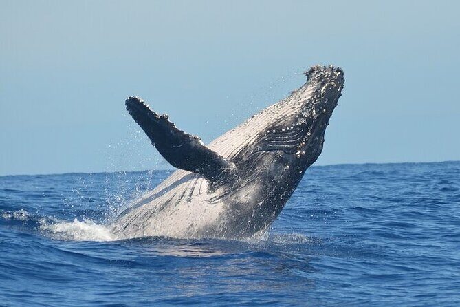 Observation DE Marine Mammals Dolphins and Ballenas EN Huatulco - Final Thoughts
