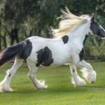 Ocala: Gypsy Gold Horse Farm Guided Walking Tour - Why the Tour Works Well