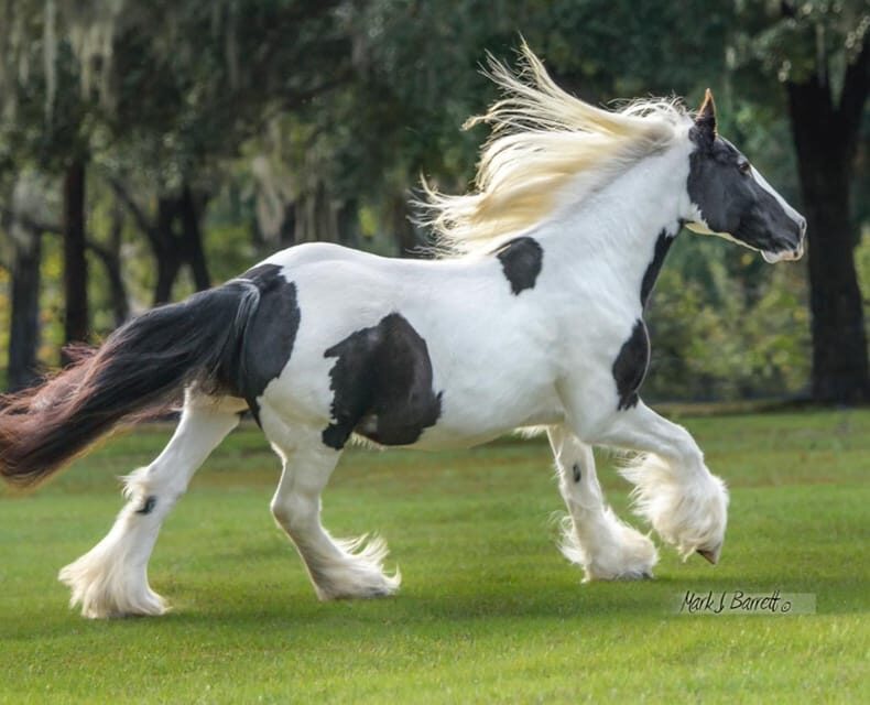 Ocala: Gypsy Gold Horse Farm Guided Walking Tour - Why the Tour Works Well