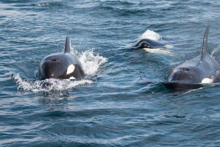 Ocean Safari in La Ventana BCS - The Experience: What It Feels Like