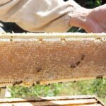 Okanagan Bee Tour and Lunch at Winery in Kelowna - Authentic Experiences and What Travelers Say