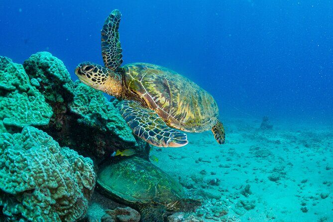 One Tank Scuba Diving in Kauai South Shore Certified Diver Only - FAQs