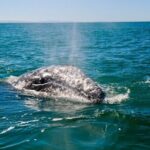 Only Wildlife and Whale Watching Tour Leaving from Seattle - How the Tour Fits Into Your Seattle Visit