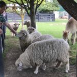 Onshore Highlights of Marlborough's Wine Region from Picton - Who Should Consider This Tour?