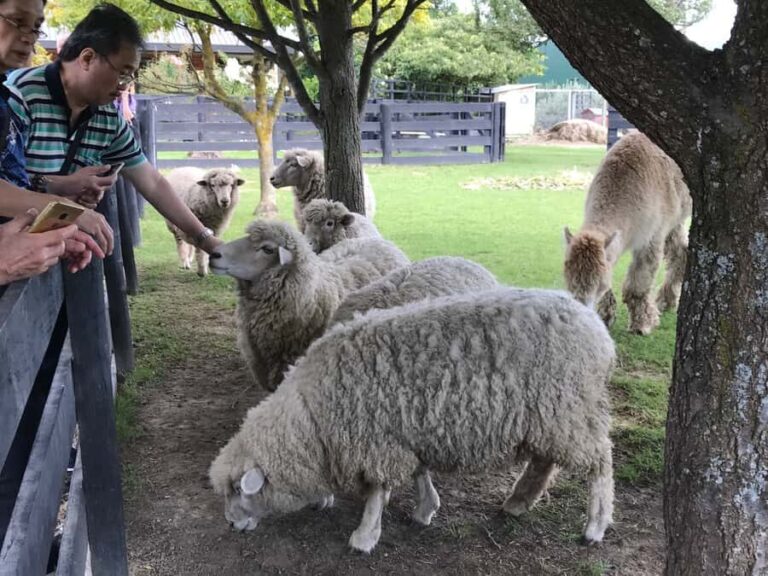 Onshore Highlights of Marlborough's Wine Region from Picton - Who Should Consider This Tour?