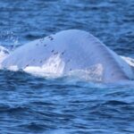 Open Boat Whale Watching - Detailed Breakdown: What to Expect