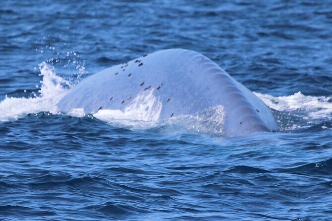 Open Boat Whale Watching - Detailed Breakdown: What to Expect