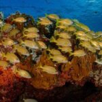 Open Water course Isla Mujeres - Whats Not Included and What to Budget For