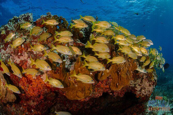 Open Water course Isla Mujeres - Whats Not Included and What to Budget For