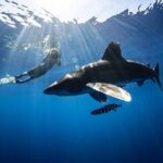 Open Water Shark Dive - The Itinerary and Experience Breakdown