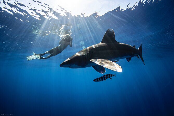 Open Water Shark Dive - The Itinerary and Experience Breakdown