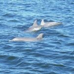 Orange Beach Dolphin Eco Boat Tour - Potential Drawbacks or Considerations