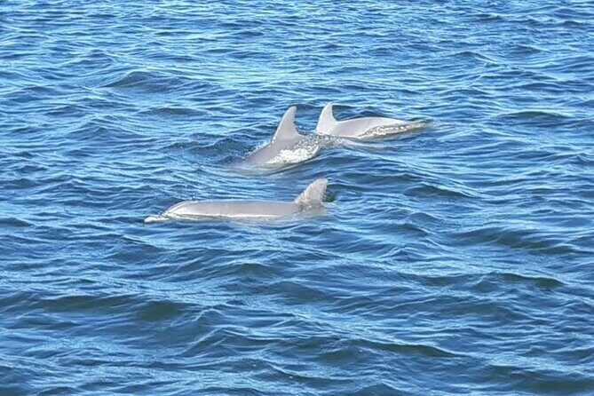 Orange Beach Dolphin Eco Boat Tour - Potential Drawbacks or Considerations