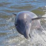 Orange Beach: Dolphin & Sailing Cruise Aboard 52' Catamaran - The Experience in Detail