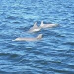 Orange Beach: Dolphin-Watching Eco-Boat Tour - The Experience for Different Travelers