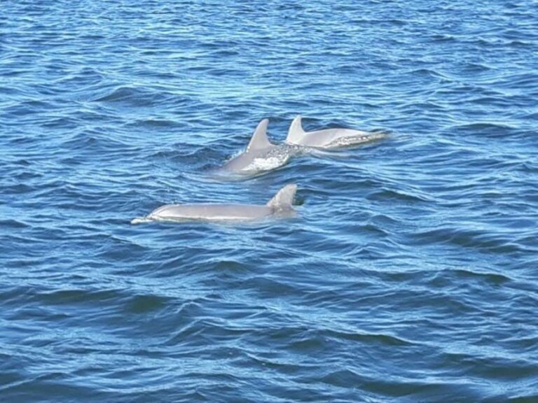 Orange Beach: Dolphin-Watching Eco-Boat Tour - The Experience for Different Travelers