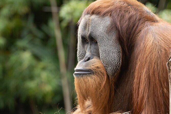 Orangutan Experience at Melbourne Zoo - excl. entry - Why It Matters: Conservation and Education