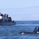 Orca whale tour from Orcas Island - Wildlife Encounters and Sightings