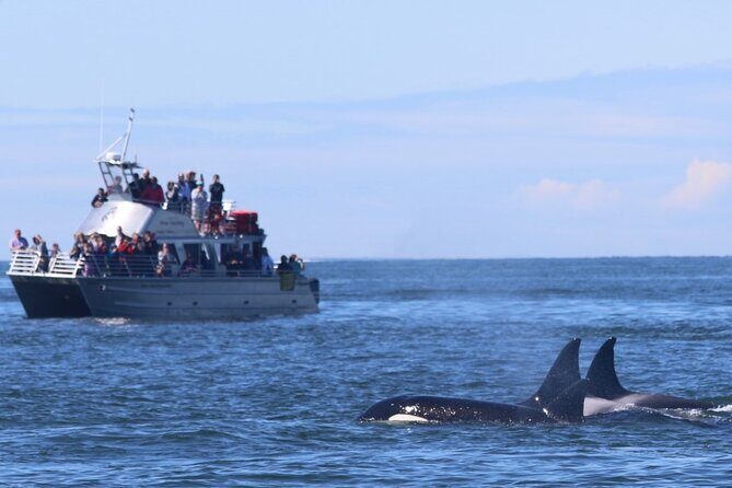 Orca whale tour from Orcas Island - Wildlife Encounters and Sightings