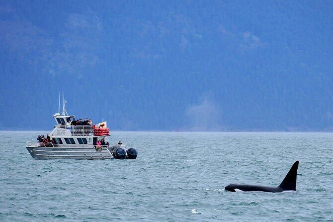 Orca whale tour near Seattle - Frequently Asked Questions