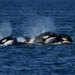 Orcas Island: Orca Whales guaranteed boat tour - The Itinerary and Experience