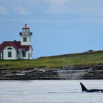 Orcas Island: Whale and Orca Guided Speedboat Tour - Who Should Consider This Tour?