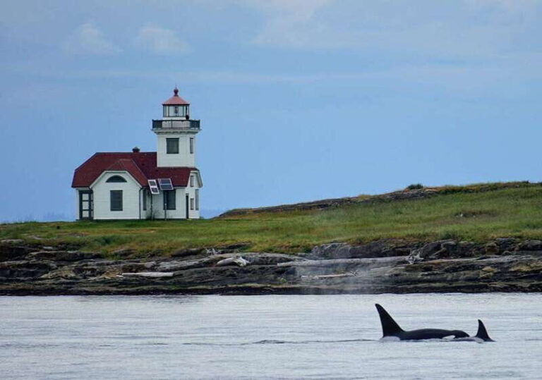Orcas Island: Whale and Orca Guided Speedboat Tour - Who Should Consider This Tour?