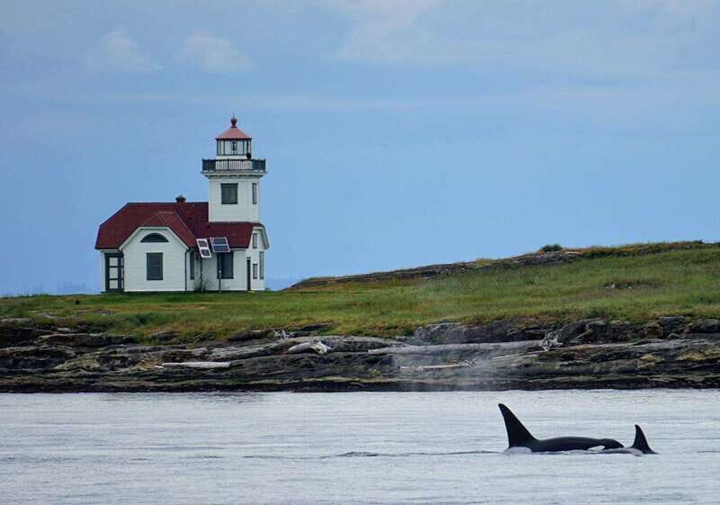 Orcas Island: Whale and Orca Guided Speedboat Tour - Who Should Consider This Tour?