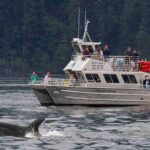 Orcas Island Whale Watching - The Itinerary: What You Can Expect