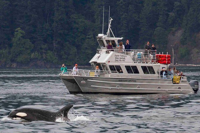 Orcas Island Whale Watching - The Itinerary: What You Can Expect