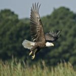 Orlando: Airboat Safari with Transportation - The Experience Through Others’ Eyes