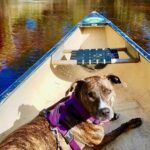 Orlando Alligator Experience - The Experience: The Good, the Not-So-Good, and Who It’s For