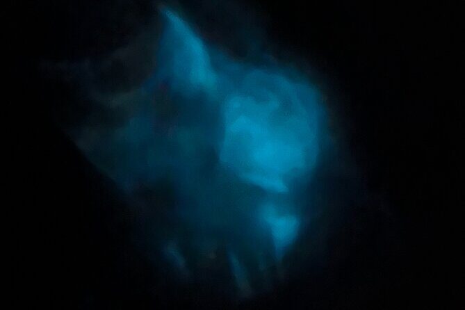 Orlando Bioluminescence Kayak Adventure - The Value of This Experience