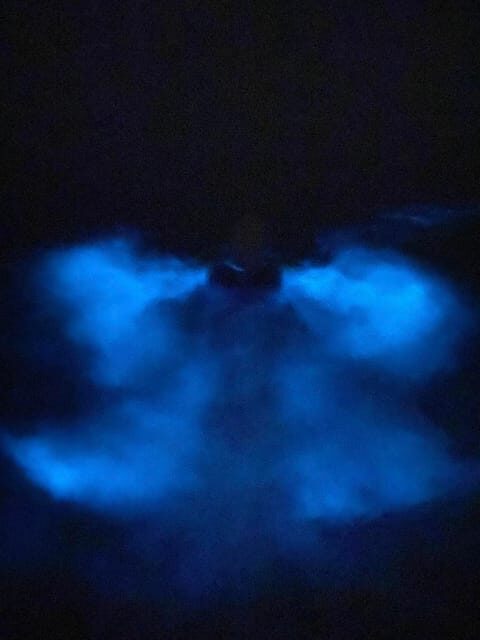 Orlando: Bioluminescence Kayak Tour - The Itinerary in Detail