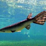 Orlando: Blue Springs Manatee Kayak Tour - The Practical Side: Cost, Group Size, and Logistics