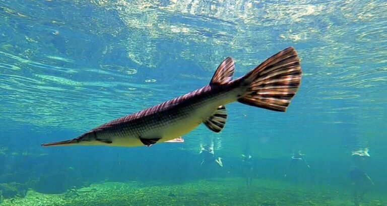 Orlando: Blue Springs Manatee Kayak Tour - The Practical Side: Cost, Group Size, and Logistics